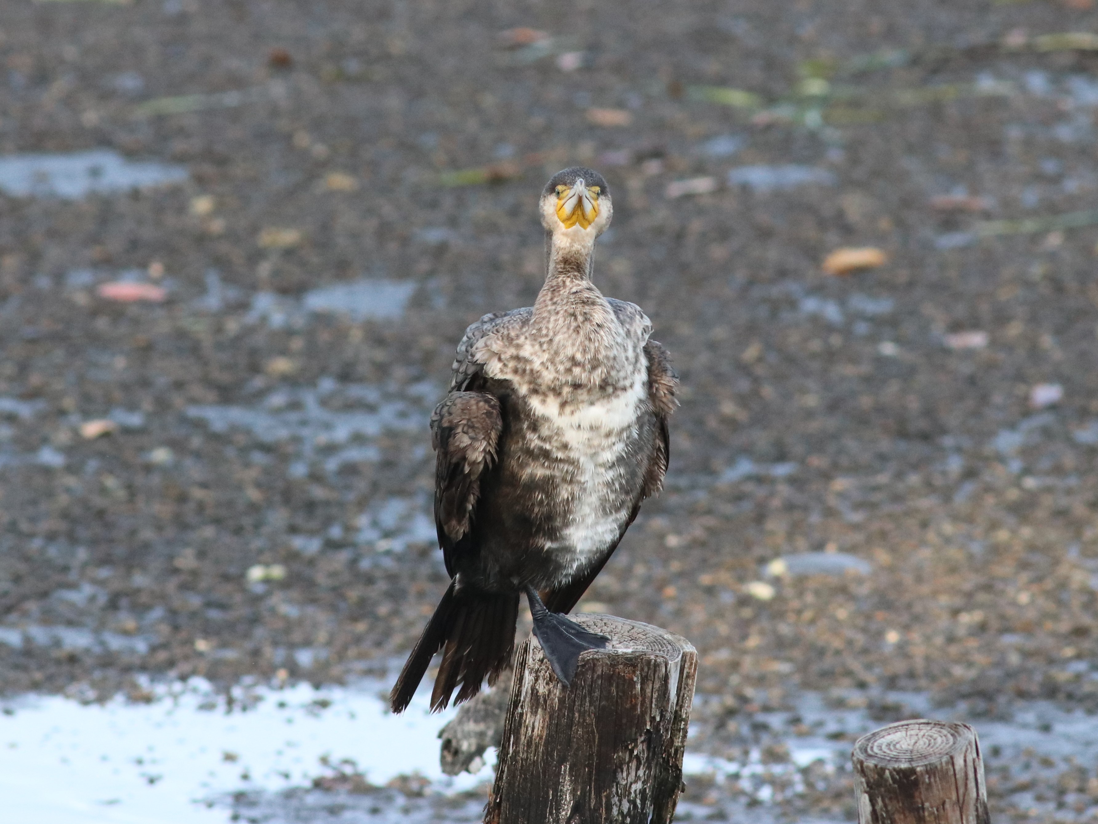 カワウの羽繕い